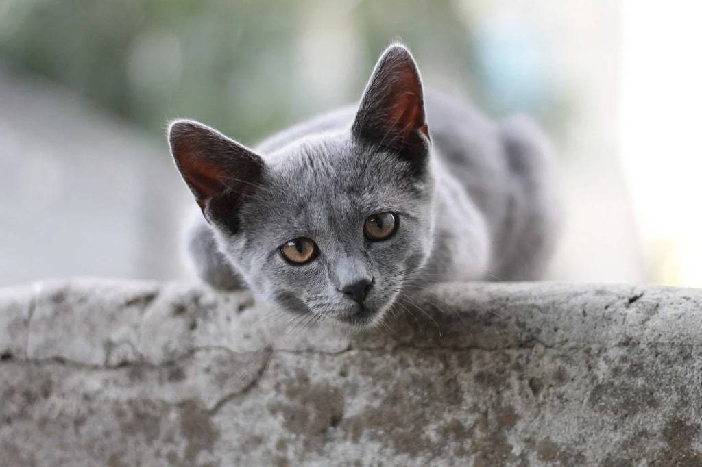 Comment préparer votre maison pour l'arrivée d'un chat ?