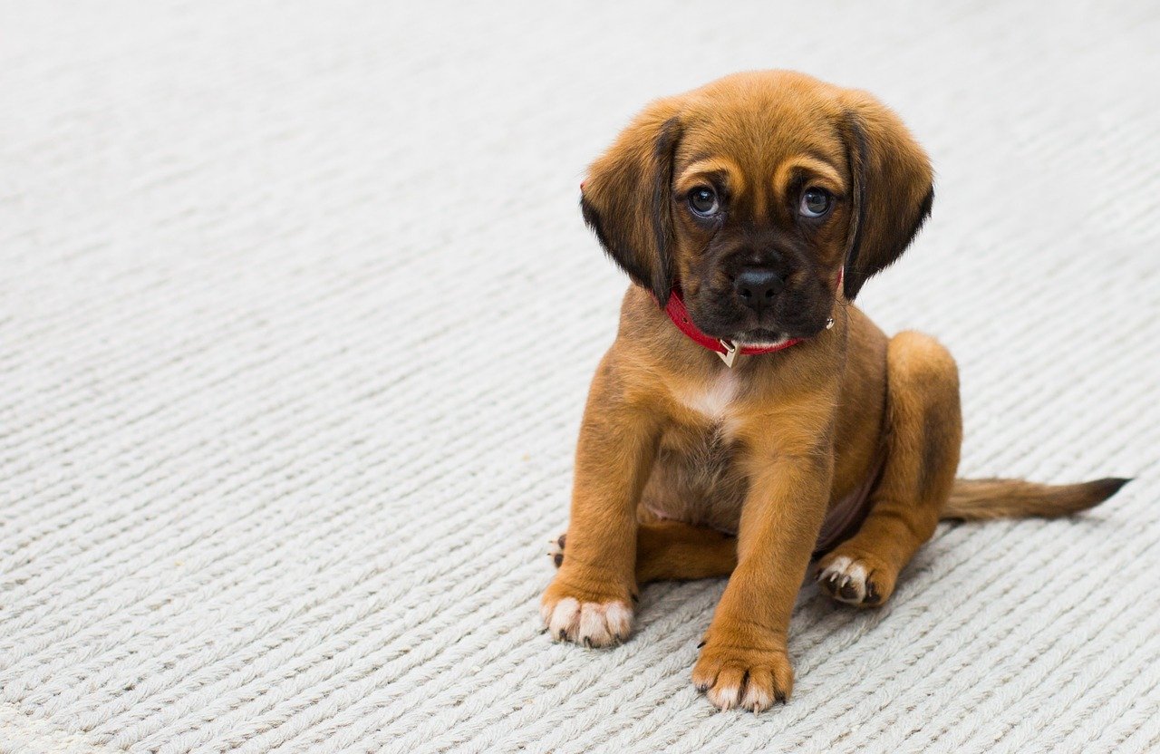 Comprendre le lien unique qui unit l'homme et son chien