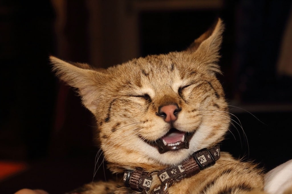 Pourquoi le vermifuge est essentiel pour la santé du chat ?